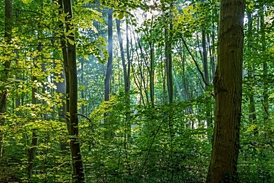 Wald ©Copyright: Pixabay