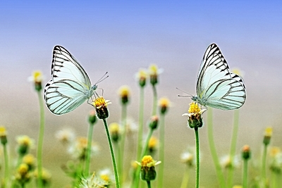 Foto: Insekten ©Copyright: Pixabay